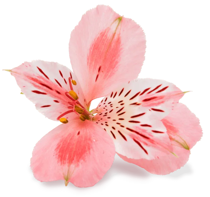 Exilis Elite Ultra Femme 360 Exilis Elite Ultra Femme 360