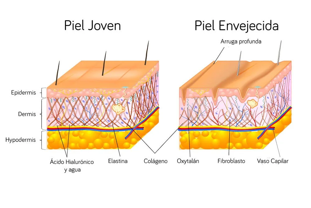 Diferencias entre la estructuras de la piel joven y la piel envejecida