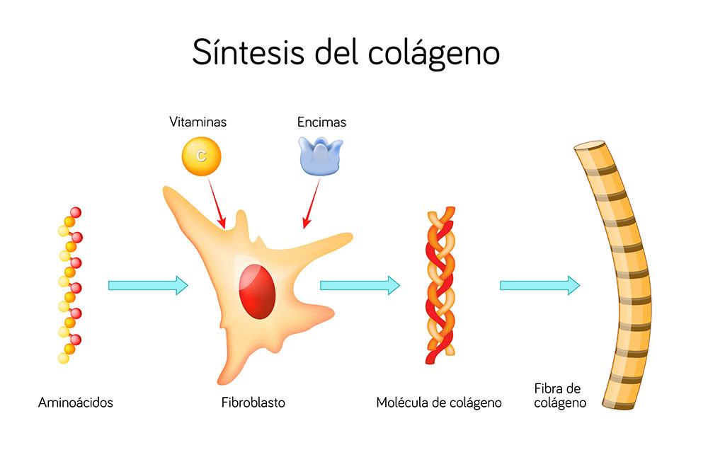 Bioestimuladores de colágeno